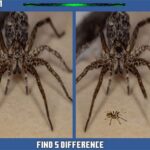 Diferența Ascunsă Păianjen